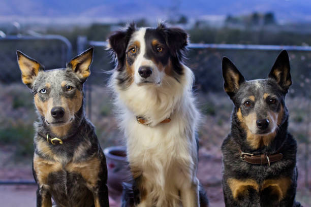 Australian Cattle Dog Vs Australian Shepherd: How To Tell Them Apart