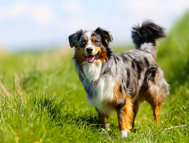 Australian shepherd