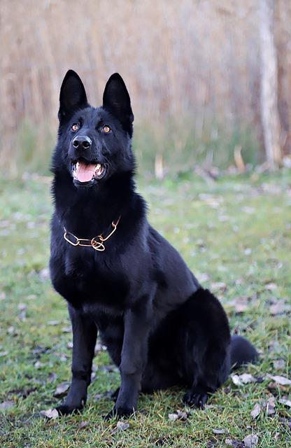 Basic Information About The Black German Shepherd Dog