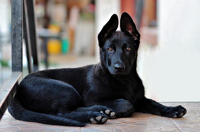 Basic Information About The Black German Shepherd Dog