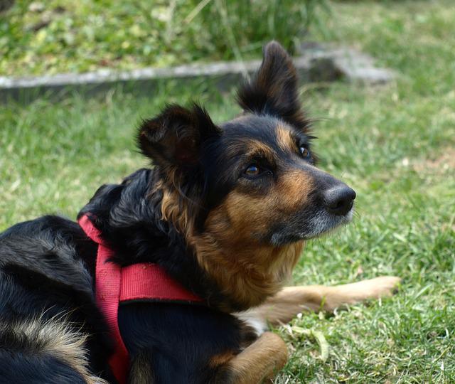 Bernese Mountain Dog Border Collie Mix: Interesting Information