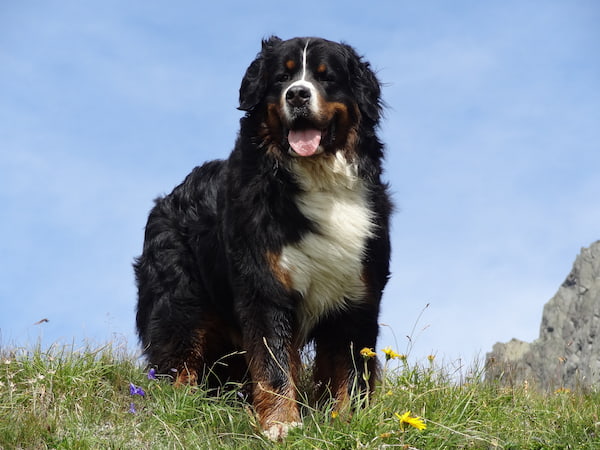 Bernese Mountain Dog Border Collie Mix: Interesting Information