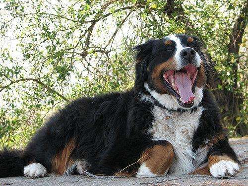 Bernese Mountain Dog Mixed With Husky: Basic Information