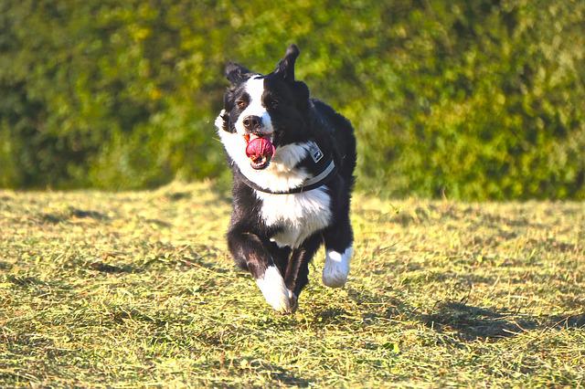 Bernese Mountain Dog Mixed With Husky Basic Information