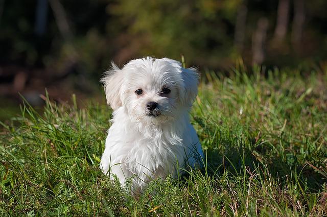 Can Puppies Wear Harnesses All The Time: Is It Safe?