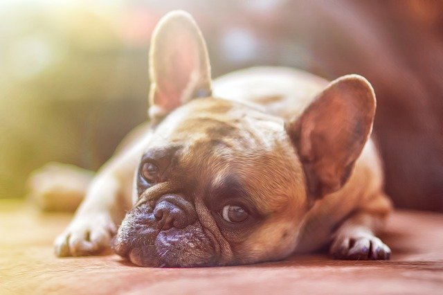 Do Dogs Have Wet Dreams Interesting Facts