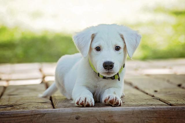 Do Dogs Have Wet Dreams: Recognition Signs