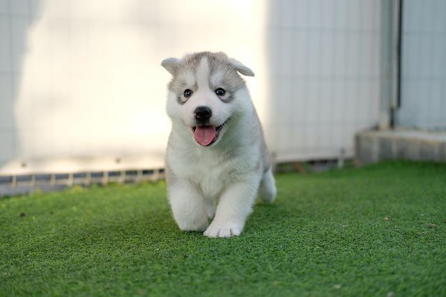 a happy dog is walking on the grass