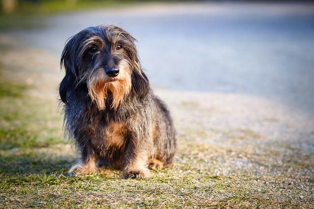 Things About Dachshund: Breed Information