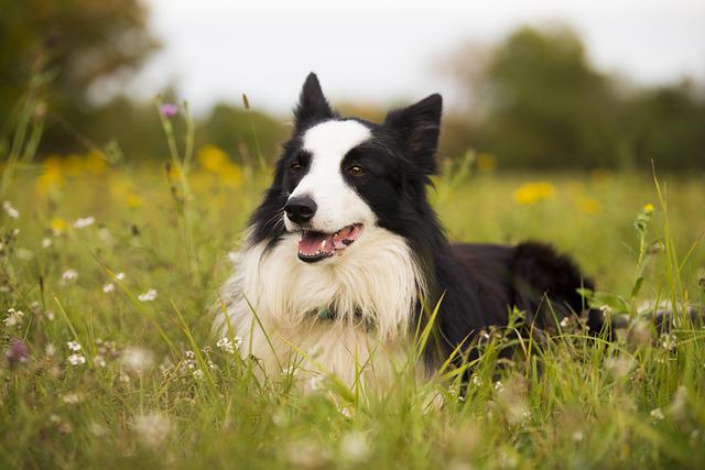 Details Of Border Collie Mix With Great Pyrenees