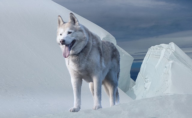 a dog walking on the ice