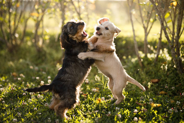 Dogs are fighting