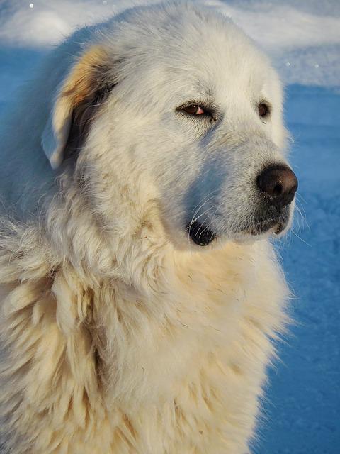 Details Of Border Collie Mix With Great Pyrenees