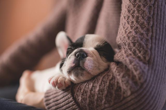 Can Dogs Fall Asleep Standing Up: Interesting Facts