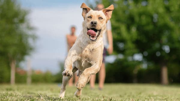 How Far Can A Dog Run Into The Woods? Let’s See - Better Doggy