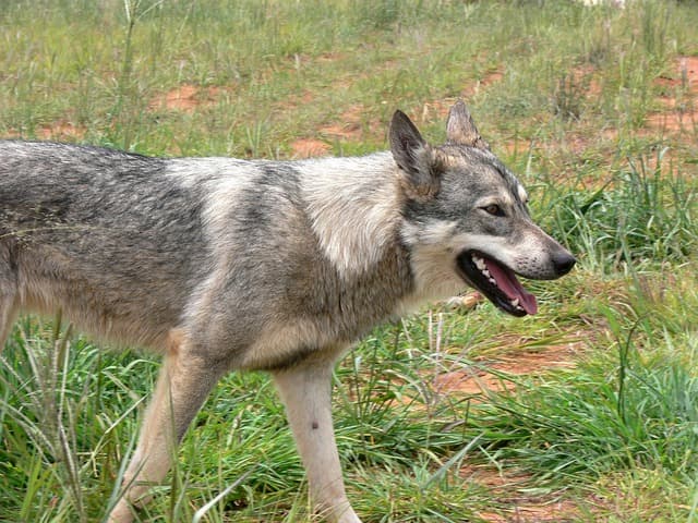 How Fast Can A Coyote Run Frequently Answered