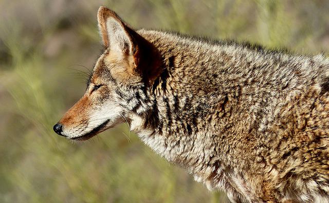 How Fast Can A Coyote Run Frequently Answered
