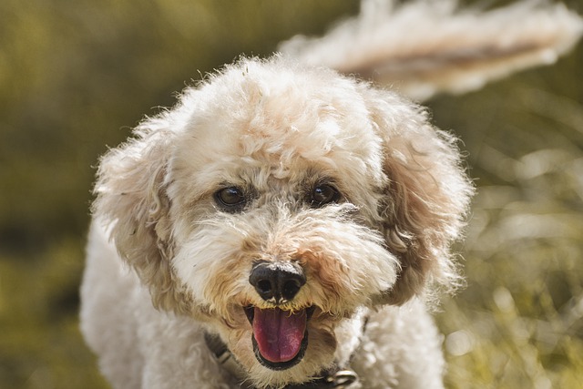 How Long Do Standard Poodles Live Find Out About Poodles Lifespan