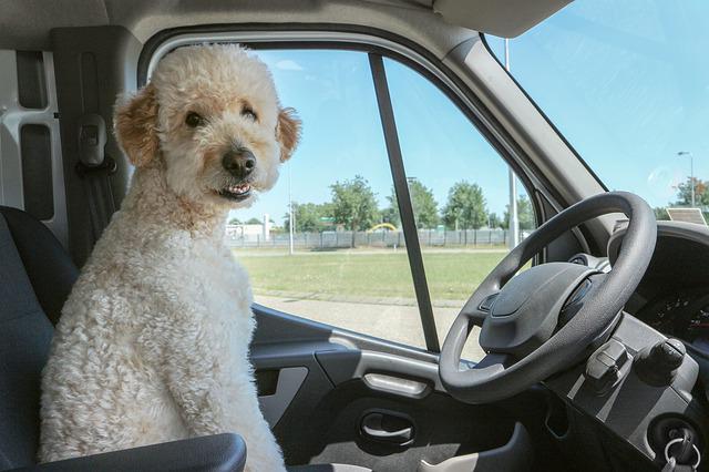 How Long Does A Goldendoodle Live Facts About Average Lifespan