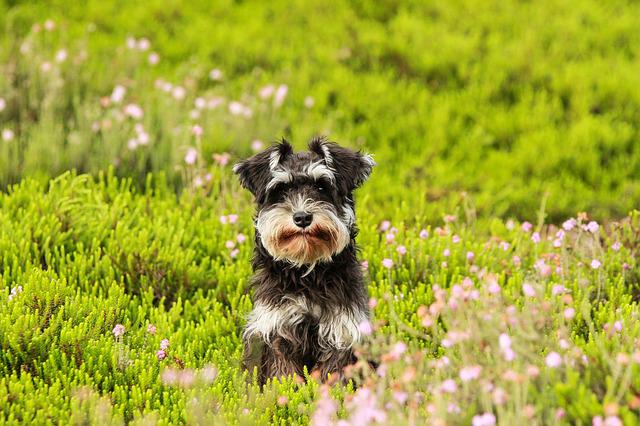 How Long Does Mini Schnauzer Live Average Lifespan And Myths