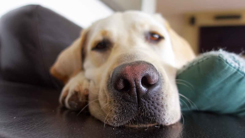 Why Do Dogs Blow Out Their Nose A Complete Reason Guide