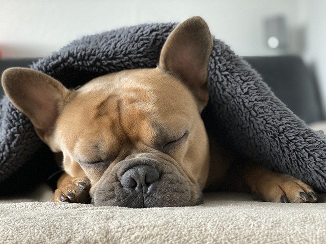 Why Does My Dog Sleep Under My Bed Common Reasons