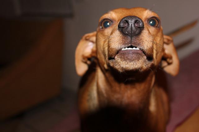 Why Is My Dog Growling At Nothing? Top 13 Reasons