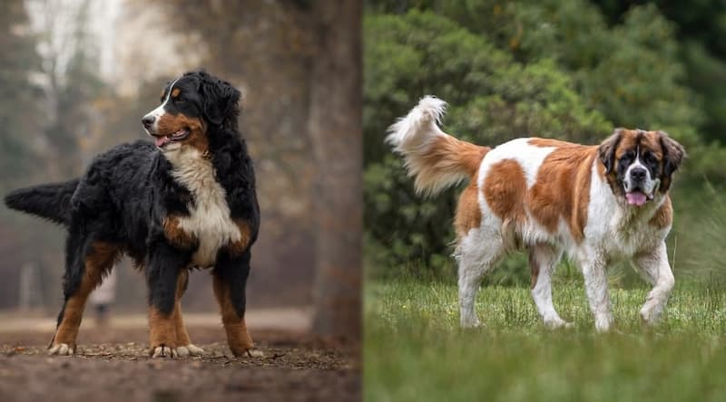 Bernese Mountain Dog Vs Saint Bernard