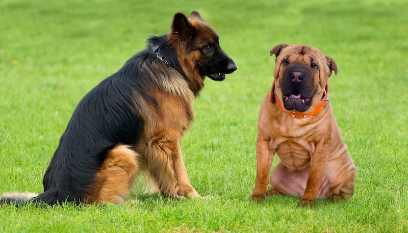 German Shar-Pei All You Want To Know
