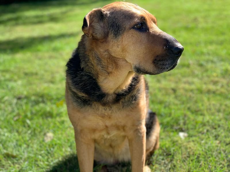 German Shar-Pei All You Want To Know