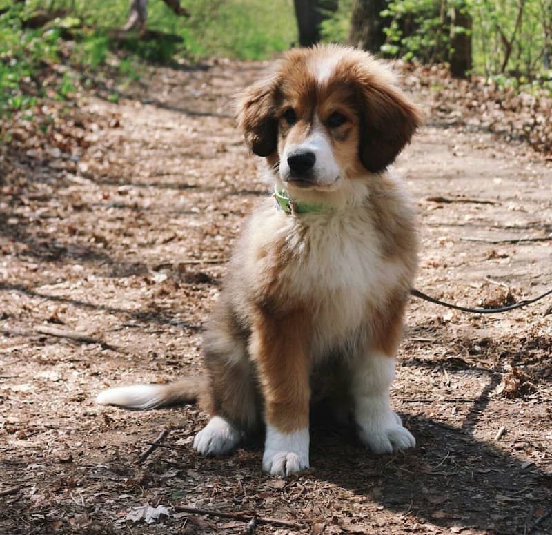 Great Pyrenees Bernese Mountain Dog Mix A Full Explanation