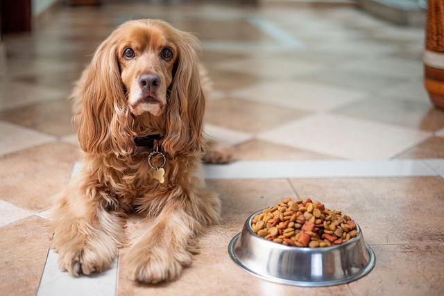 When To Switch Puppy To 2 Meals A Day Puppy Feeding Tips