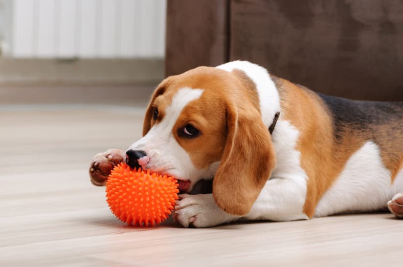 Why Does My Dog Cry With Squeaky Toys What You Should Know