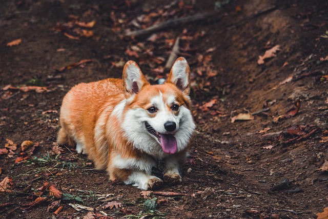 Why Does My Dog Wag Her Tail While Sleeping 11 Common Reasons & Is It Normal