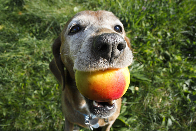 Can Dogs Eat Peaches Here's What You Want To Know