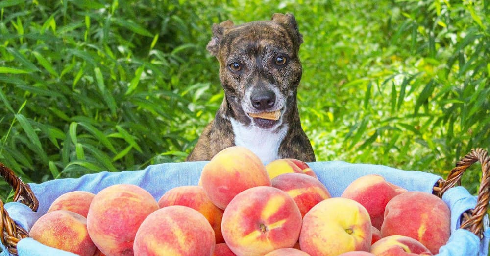 Can Dogs Eat Peaches Here's What You Want To Know