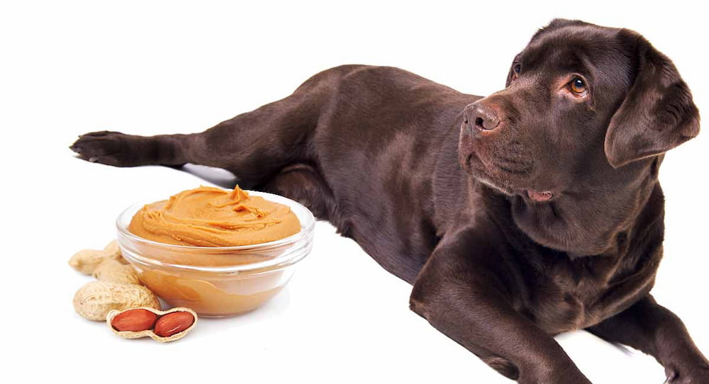 Can Dogs Eat Peanuts Are Peanuts Safe For Dogs