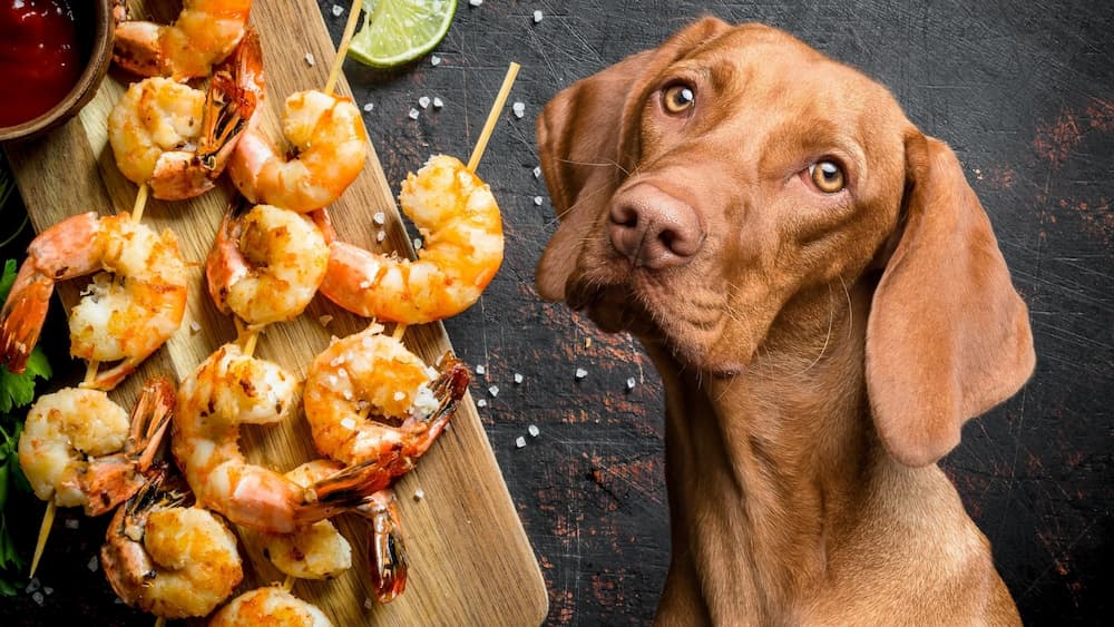 Can Dogs Eat Shrimp Yes Or No Dog Food Tips