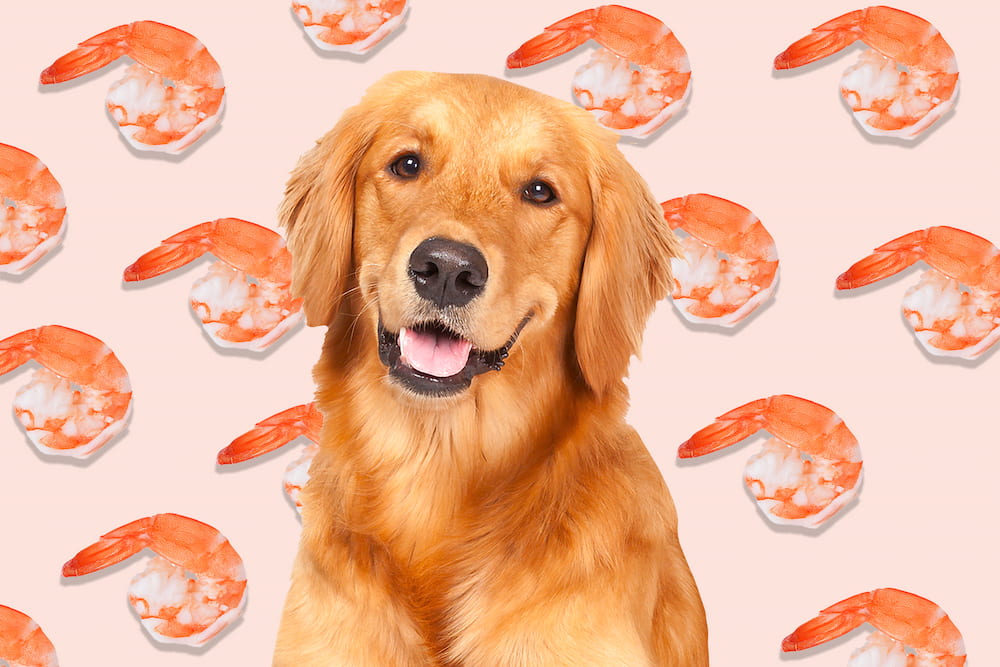 Can Dogs Eat Shrimp Yes Or No Dog Food Tips