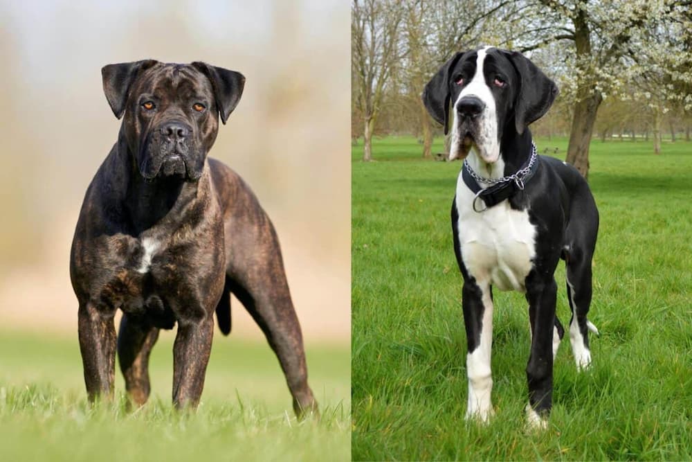 Cane Corso Great Dane Mix A Complete Guide