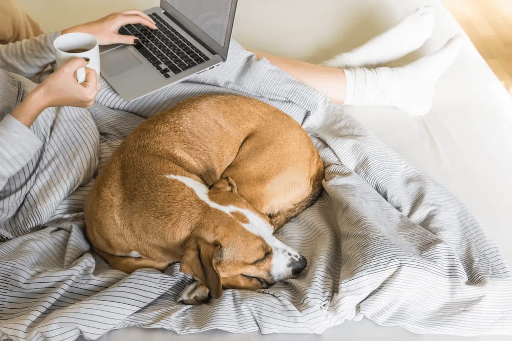 Why Do Dogs Sleep With Their Bum Facing You 13 Common Reasons & How To Stop It