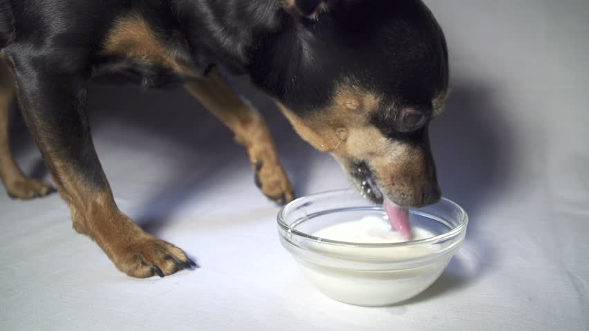 Can Dog Drink Milk Here's What You Want To Know