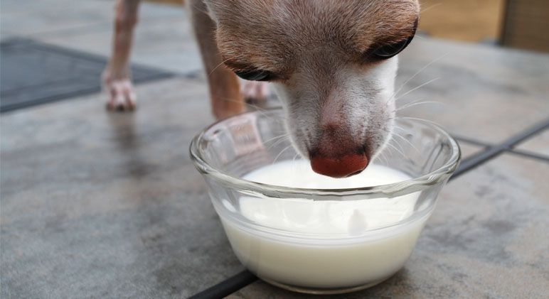 Can Dog Drink Milk Here's What You Want To Know