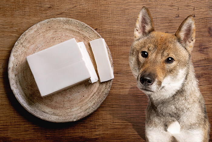 Can Dogs Have Tofu Here's What You Want To Know