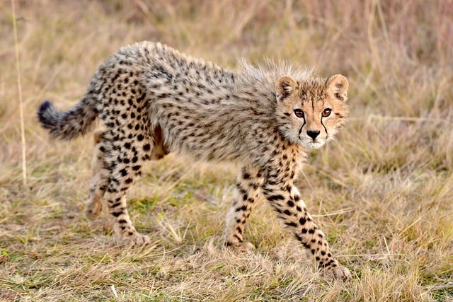 How Fast Can A Cheetah Run