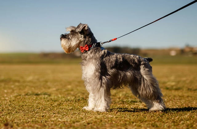 How Long Does A Mini Schnauzer Live