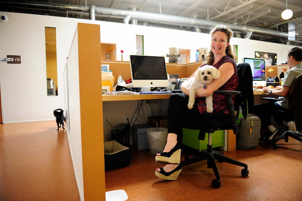 How To Train My Dog To Sit An The Desk