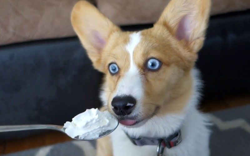 Is Whip Cream Bad for Dogs? Can Dogs Eat Whipped Cream? Better Doggy