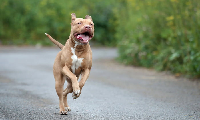 Pit Bull Terrier