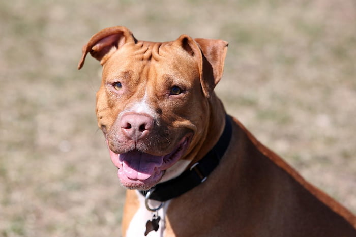 Red Nose Pitbull